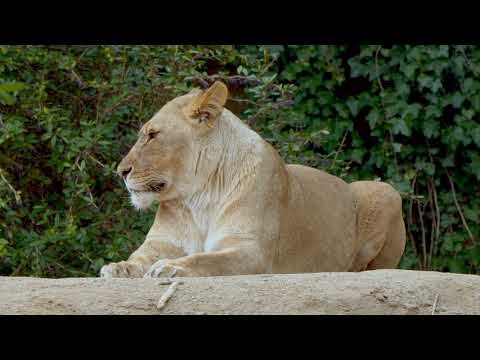Lion 4k Ultra Video || Lion Meeting || Lion Lifestyle || Lion Video Part 10 ||