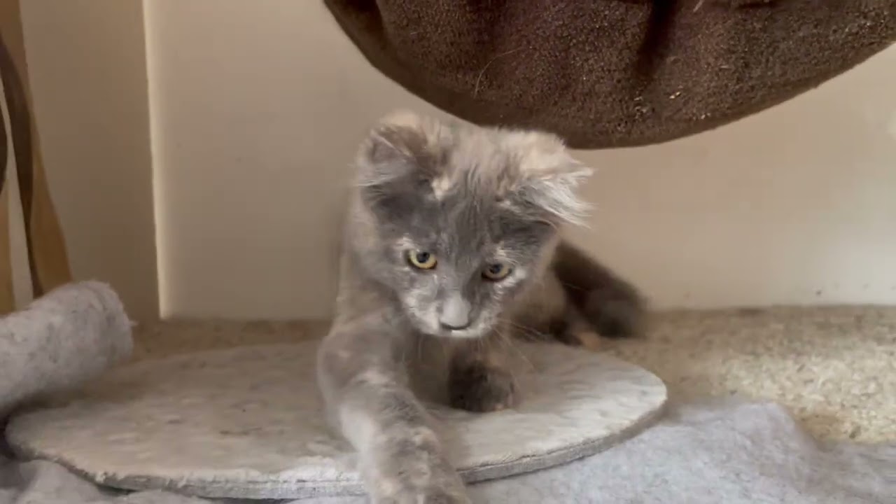 Enlarge Talulah, a Adoptable mixed breed in Midway City, CA video 1/4