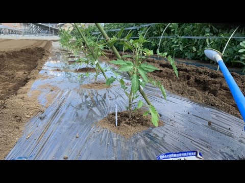 4月末にトマトを植えることはできますか？それらをうまく植えるにはどうすればよいでしょうか？簡単なビデオガイド  庭園