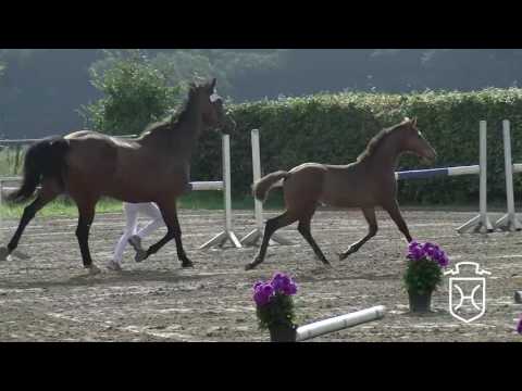 PI153 Hengstfohlen von Quiwi Dream - Larimar - Acadius