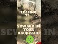 Trees can wreak havoc on your sewer lines