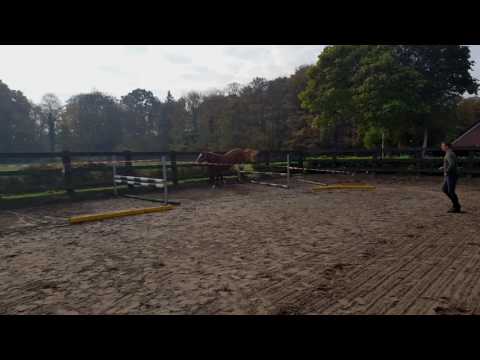 Sold Christian x Cordalme 2.5 years old stallion