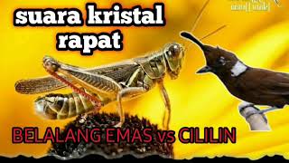 Download lagu Masteran Belalang emas sambung cililin dengan jeda mp3 Download lagu Masteran Belalang emas sambung cililin dengan jeda mp3