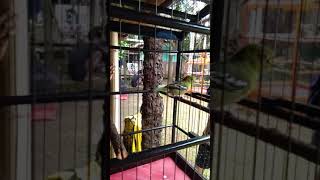 Download lagu cipow ngotot di arena lomba mp3