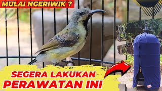 Download lagu JANGAN SAMPAI TELAT❗LAKUKAN CARA INI AGAR SOGON SEMAKIN GACOR❗ mp3