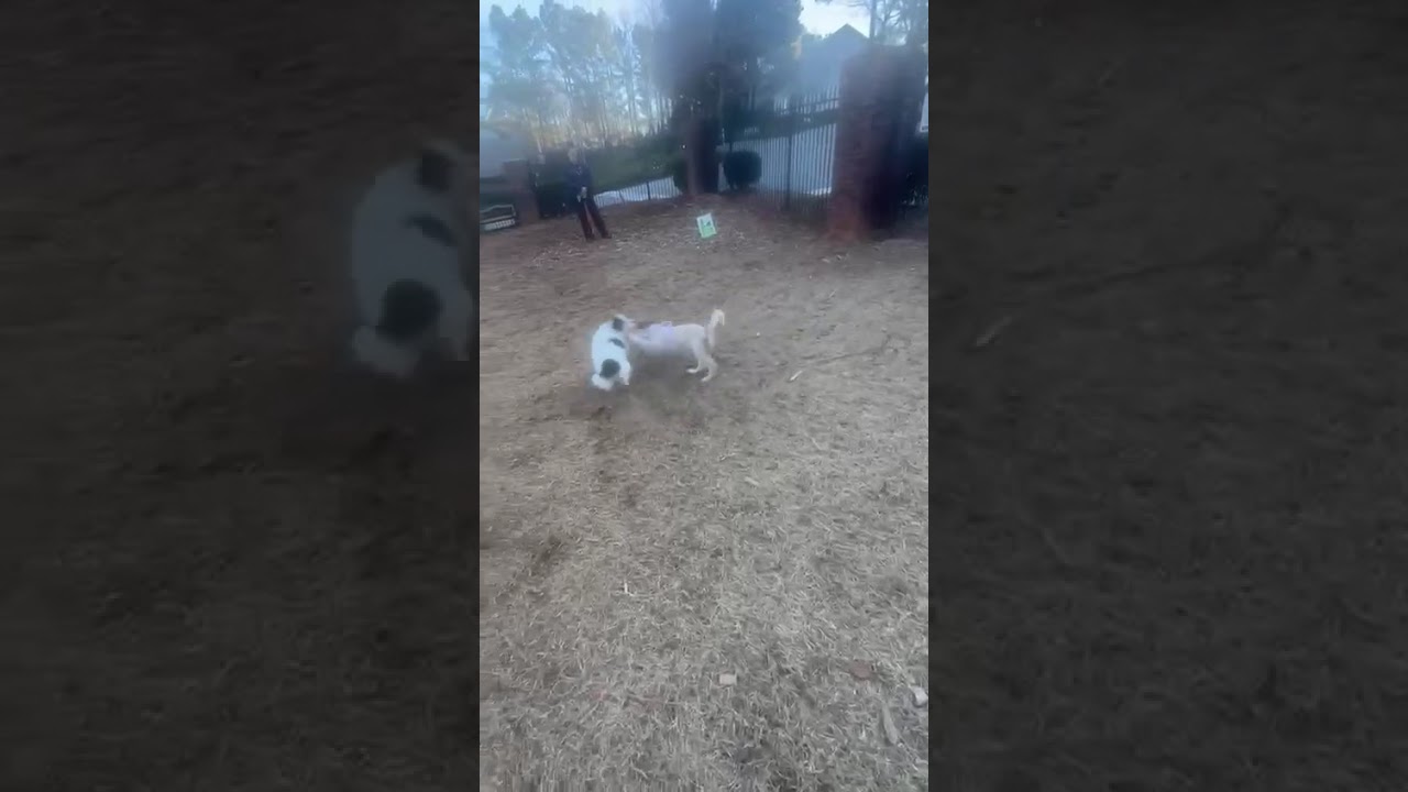 Enlarge Poppy, a ADOPTABLE mixed breed in Duluth, GA video 4/6