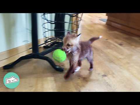 Couple Saves A Baby Fox And Gives Her A Dog Best Friend | Cuddle Buddies