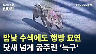 밤낮 수색에도 행방 묘연…닷새 넘게 굶주린 ‘늑구’