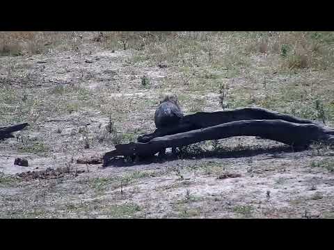 Djuma: Warthogs and also Impalas - 11:08 - 10/09/2022