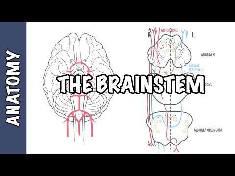 Anatomía clínica del tronco encefálico - Regla de los 4, mesencéfalo, médula, protuberancia