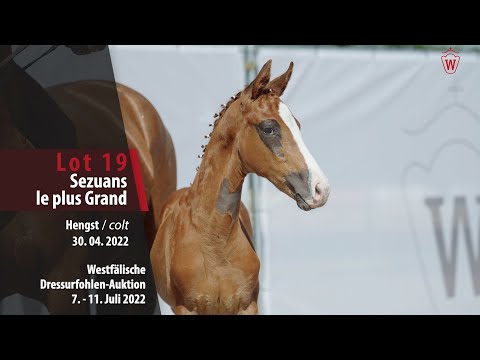 Dressurfohlen-Auktion Lot 19 Sezuans le plus Grand Hengst v. Sezuan's Donnerhall - Bon Bravour