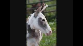 preview picture of video 'Miniature Donkey 4A's Second Chance'