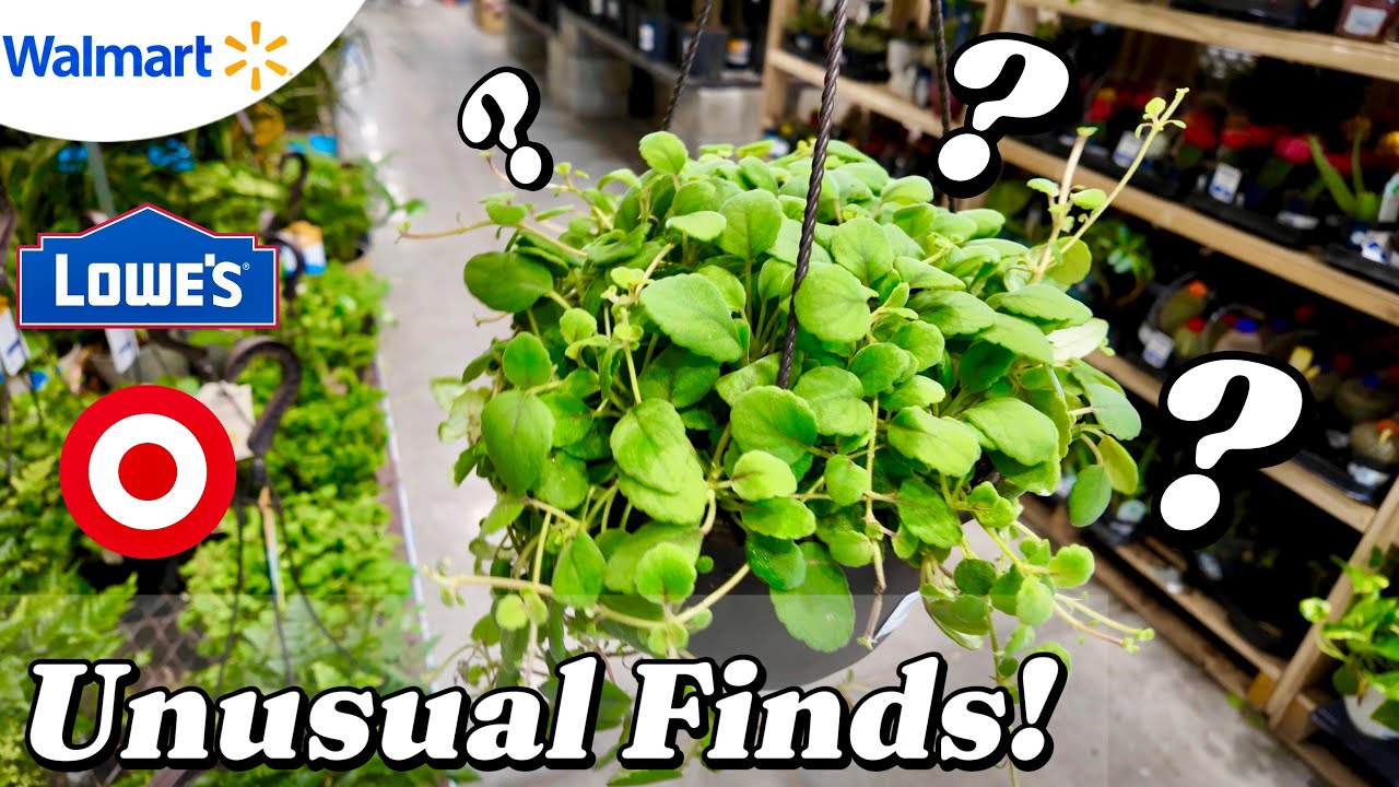 Hanging Baskets Galore & Some Unusual Plant Finds | Walmart | Lowe’s | Target