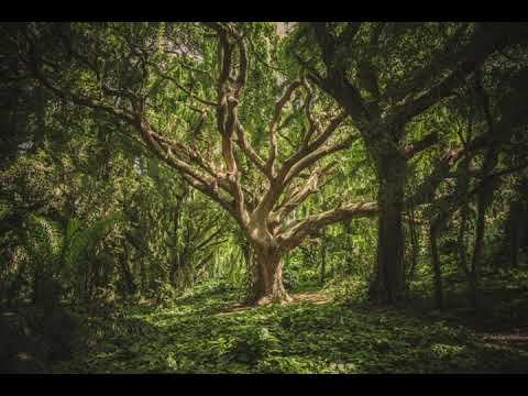 412 Hz | Healing Frequencies | Wipe Out & Let Go of All Negative Energy