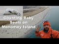 Counting Baby Seals on Monomoy Island! Aerial View!