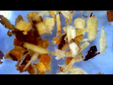 Taurrus Mites Up Close & Personal