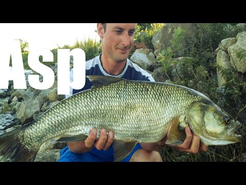 Catching BIG Asp on the river Maas in Belgium / Grote GrensMaas Roofblei vangen in België !!
