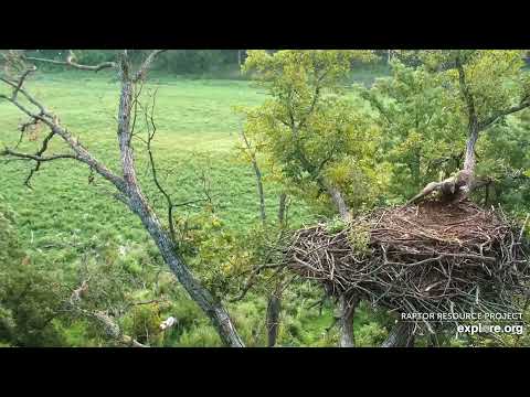 Decorah North: DNF deliver fish (explore.org 08 12 2021)