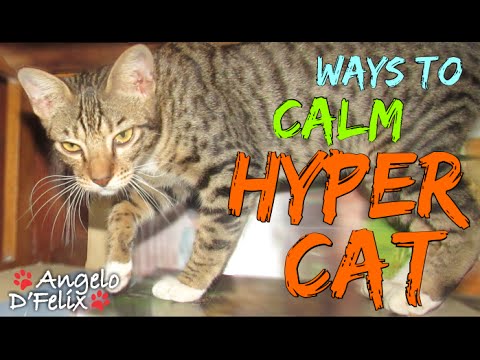 [Tips 4 Cat] Ways to Calm a Hyper Cat