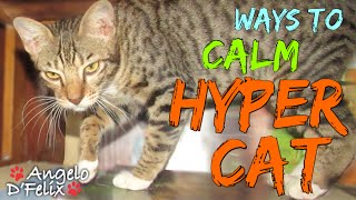 [Tips 4 Cat] Ways to Calm a Hyper Cat
