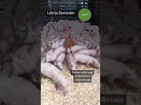 Lechones de alta genética #cerdos #reproduction #colombia #reproductor