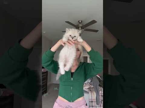 Testing to see which kittens pass the Ragdoll test