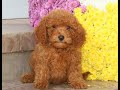 Cavapoo dogs for sale: Christy  - Video 1