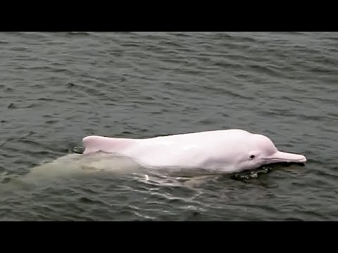 โลมาเผือก