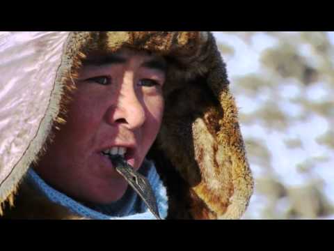 Golden Eagle Hunting Fox