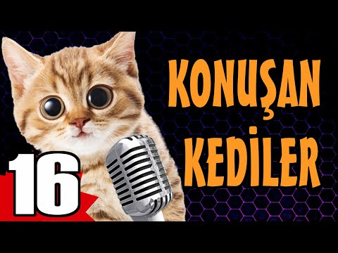Konuşan Kediler 16    En Komik Kedi Videoları HD