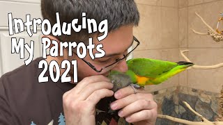 2021 Parrot Wizard Introduction