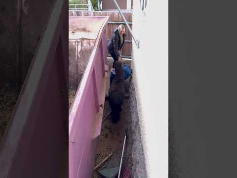 PONY steckt FEST😵‍💫