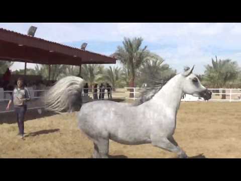 Al Khashab Open House FEB 2017 02