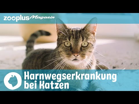 Harnwegserkrankung bei Katzen: Krankheitsbilder, Ursachen, Behandlung