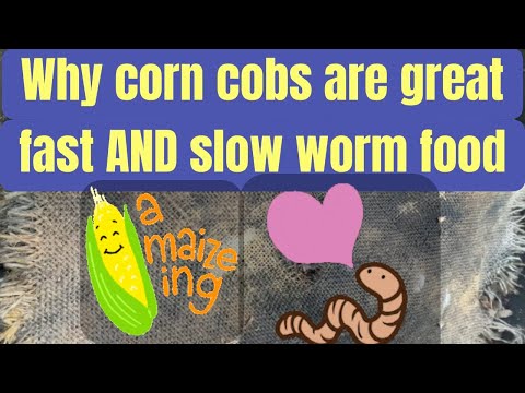Why corn cobs are great fast AND slow worm food!
