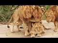 3 Male Lions Go For 1 Lioness