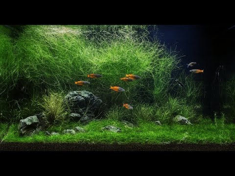 Zakládání přírodního akvária