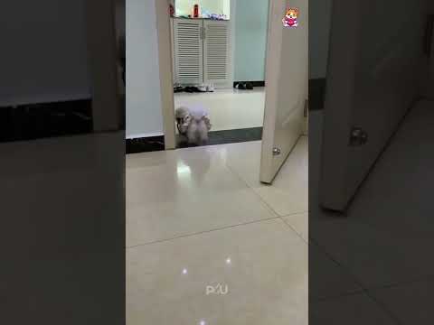 try not to laugh 🤣 #funnyshorts #funnydog #dogs #funnyvideo