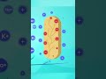 How Electric Eels Produce Electricity (watch till the end)