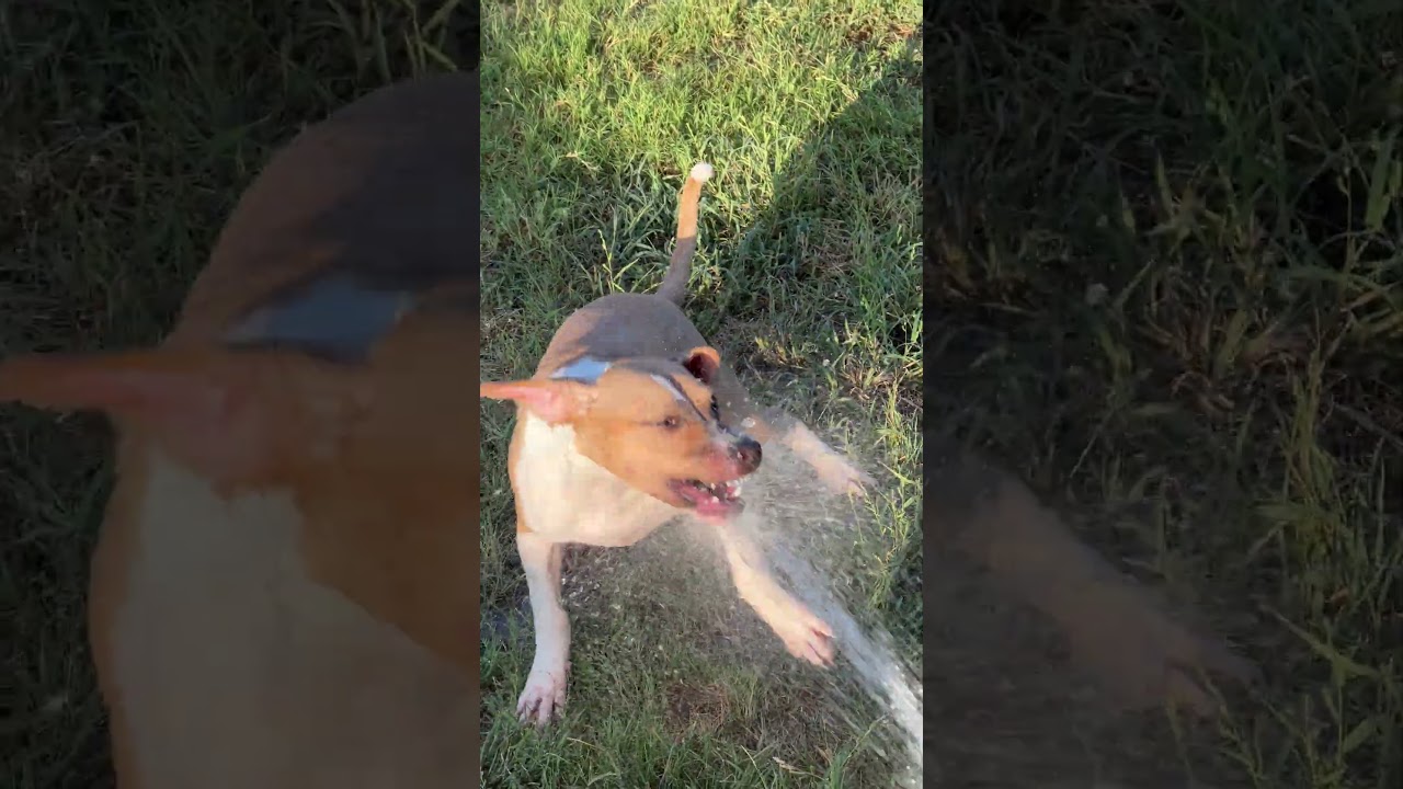 Hazel 26-05-150, a Adoptable mixed breed in Bastrop, TX video 6/6