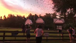 UF Bat Houses Gainesville, FL