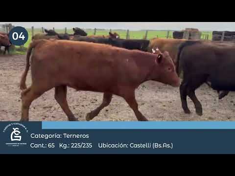 Lote Tr Machos - Castelli Bs As