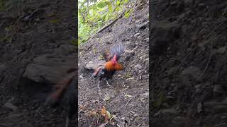 Download lagu gà rừng giải nhìn đập cánh cực xong.qaib qus ntxuaj ti zoo tiag tiag/Hlau youtube mp3 Download lagu gà rừng giải nhìn đập cánh cực xong.qaib qus ntxuaj ti zoo tiag tiag/Hlau youtube mp3