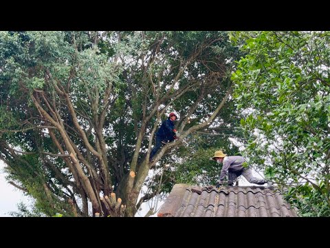 Cutting down dangerous trees threatens home safety - How to cut down trees with a chain saw