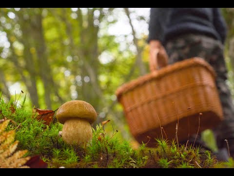 Branje gljiva u šumi iznad kolibe-Vrganj-Lisičarka-rujnica