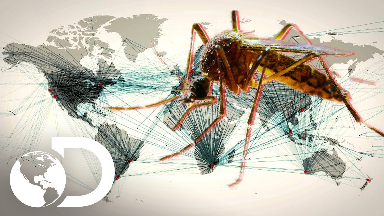A propagação do vírus da zika | Mosquito: Uma Ameaça no Ar | Discovery Brasil