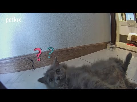 Left My British Shorthair Kittens Home Alone AGAIN | Caught On Petkix