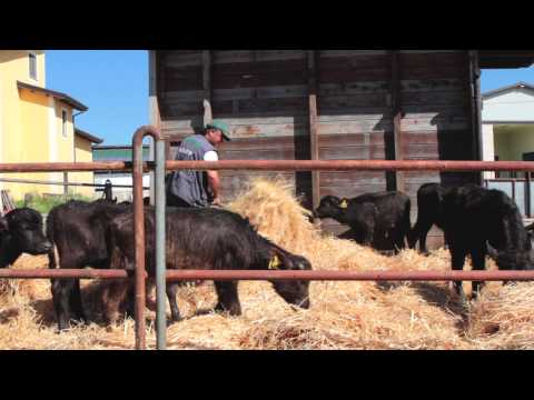 Caseificio Cirigliana