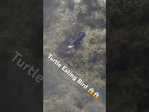 I Can’t Believe I Got This On Camera #florida #birds #airgun #outdoors #fishing #satisfying 😱