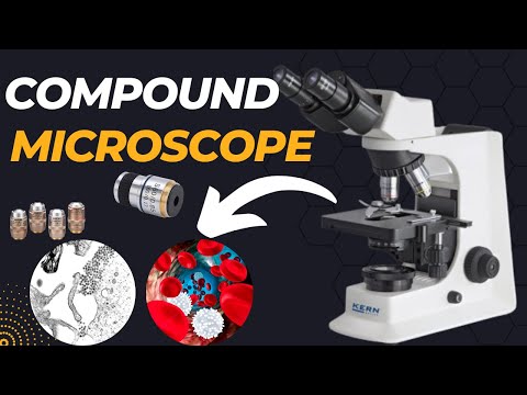 Transmission Electron Microscope TEM How do Electron Microscopes Work